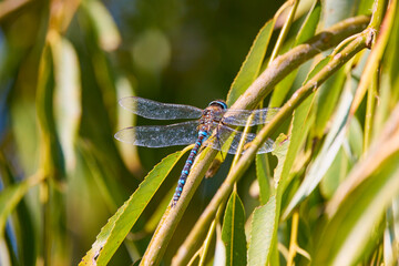 dragonfly on a branch with selective focus