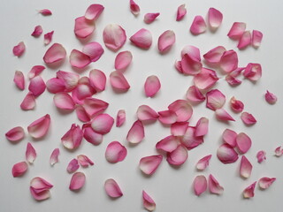 Mockup Visitenkarte Rosenblütenblätter pink