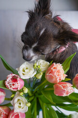 Cute dog chihuahua with tulips 