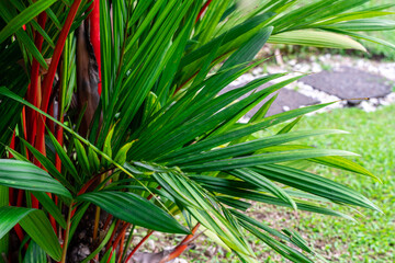 Cyrtostachys renda, also known by the common names red sealing wax palm and lipstick palm, is a palm that is native to Thailand, Malaysia, Sumatra and Borneo in Indonesia
