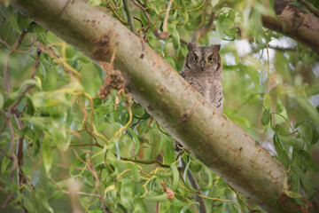 Eurasian scops owl juvenile perched on a willow branch