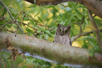 Eurasian scops owl juvenile perched on a willow branch