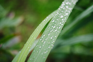 Naklejka premium Raindrops or dew on thin green leaves. Beauty is in nature. Light is refracted through the droplets.