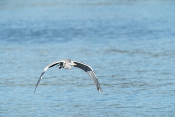 Fototapeta na wymiar grey heron in the sea