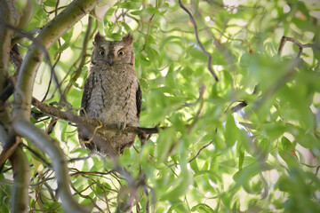 Eurasian scops owl juvenile perched on a willow branch