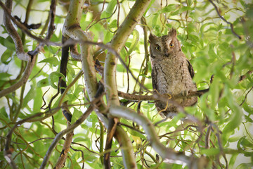 Eurasian scops owl juvenile perched on a willow branch