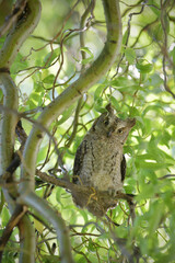 Fototapeta na wymiar Eurasian scops owl juvenile perched on a willow branch