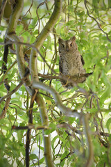 Eurasian scops owl juvenile perched on a willow branch