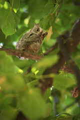 Eurasian scops owl juvenile perched on a lindenbranch