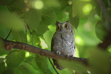 Eurasian scops owl juvenile perched on a linden branch