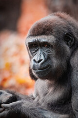 portrait of a gorilla