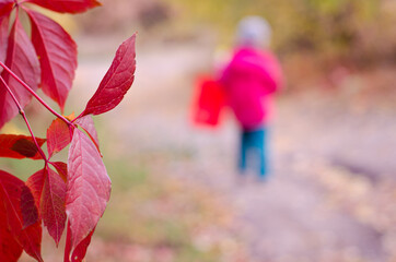Red Virginia creeper leaves on a blurred background of a child’s figure, walking in an autumn...