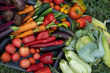 Harvest of vegetables