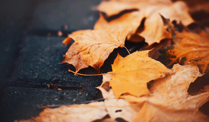 Dry fallen yellow maple leaves lie on the sidewalk on an October day. Leaf fall. The streets of the city in autumn.