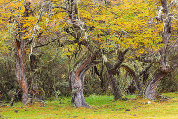 Forest in Patagonia with crooked and irregularly shaped Lenga (nothofagus) trees in autumn colors