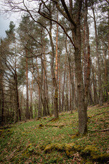 autumn in the forest