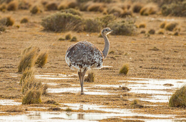 Darwin's Rhea (Rhea pennata) on brown winter pampas with water puddle in Patagonia, southern Chile