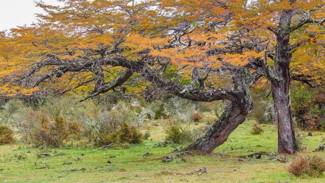 Lenga (nothofagus) forest in Patagonia with crooked and irregularly shaped trees in autumn colors