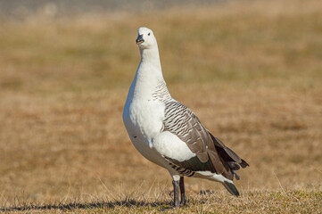Portrait of a male Magellan goose or Upland goose (Chloephaga picta) standing in grass in Torres del Paine National Park
