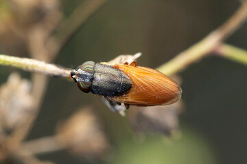 Matte Signal fly, Chrysomya splendida, Satara, Maharashtra, India