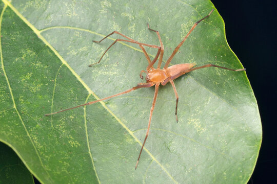 Long legged tree spider, Clubiona drassodes O. Pickard-Cambridge, 1874, Satara, Maharashtra, India