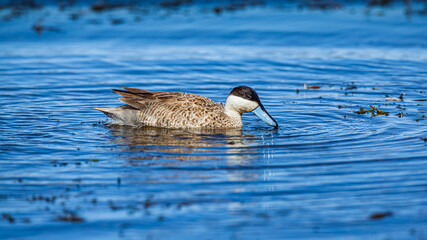 Puna Teal (Anas puna) swimming on lake on the high altitude plateau of the altiplano in the Andes