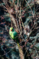 Green rose ringed parakeet in a tree during Spring in Amsterdam, The Netherlands, Europe