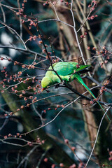 Green rose ringed parakeet in a tree during Spring in Amsterdam, The Netherlands, Europe