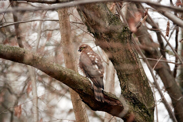 Fototapeta na wymiar Feathered hunter falcon on a tree branch. Botanical Garden, Moscow, Russia.