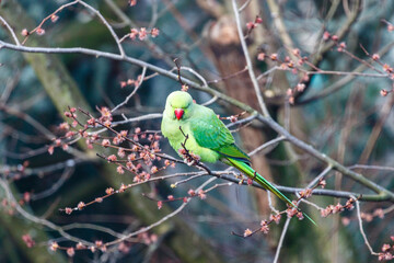 Green rose ringed parakeet in a tree during Spring in Amsterdam, The Netherlands, Europe