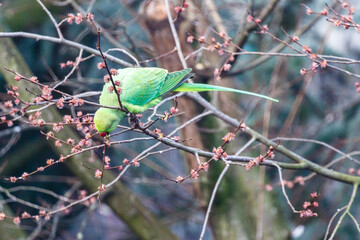 Green rose ringed parakeet in a tree during Spring in Amsterdam, The Netherlands, Europe