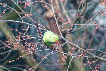 Green rose ringed parakeet in a tree during Spring in Amsterdam, The Netherlands, Europe