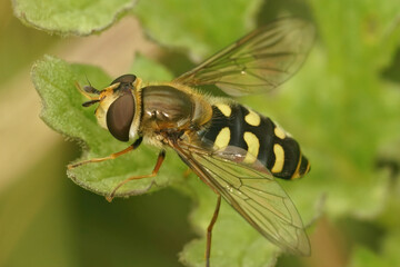 Detailed closeup on Common spotted field syprh, Eupeodes luniger