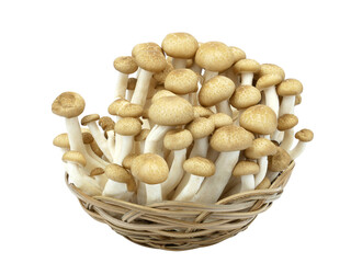 Shimeji mushrooms brown varieties in a basket isolated on white background.