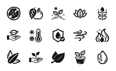 Vector set of Windy weather, Fire energy and Leaf icons simple set. Organic tested, Helping hand and Apple icons. Weather thermometer, Sunflower seed and Waterproof signs. Vector