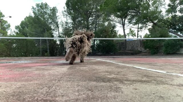 Slow motion Healthy happy dog of Komondor breed, Puli, Bergamasco, playing with a tennis ball. Rasta dog, grooming