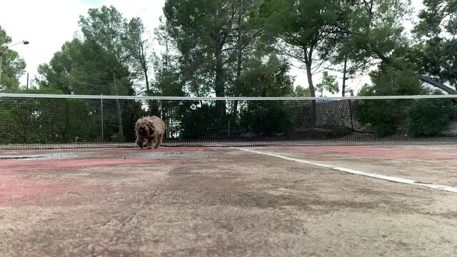 Slow motion Healthy happy dog of Komondor breed, Puli, Bergamasco, playing with a tennis ball. Rasta dog, grooming