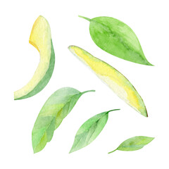 Obraz premium Watercolor avocado on a white background 600 dpi