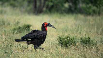 Southern Ground Hornbill