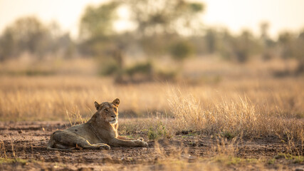 Lioness