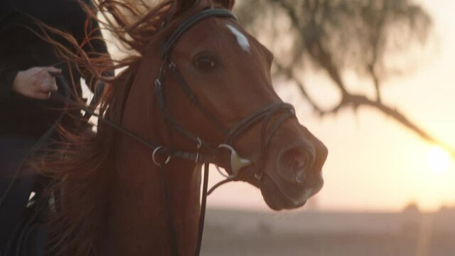 Slow motion close up tracking shot of the face of a galloping horse with sunset behind.