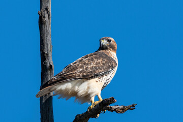 Red-tailed hawk perched on a branch. Clear blue sky on an autumn day. Captured in a Toronto park.