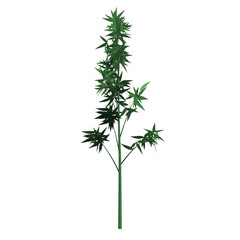 Green bamboo with leaves on white background. Graphic, illustration, image