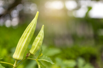 Closeup young Okra fruit over blurred garden background, organic agriculture, outdoor day light 