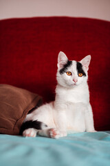 Very beautiful white kitty comfortably lying on sofa between pillows. Cute kitten with orange eyes.