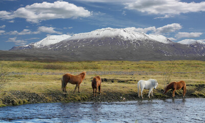 Iclelandic Horses Iceland