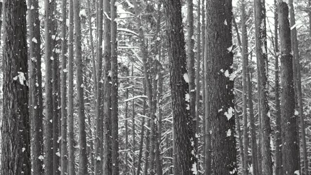 Beautiful black and white snowy winter forest landscape. White snowflakes falling down on snowy ground. Many blurry old pine trees in backdrop
