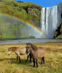 Iclelandic Horses Iceland