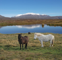 Obraz premium Iclelandic Horses Iceland
