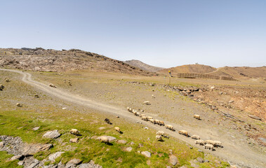 A flock of sheep and goats grazing on the slope of Sierra Nevada mountains, Spain